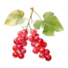 20 High-Quality Ribes Clipart - Ribes digital watercolor JPG instant download for commercial use - Digital download