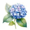 20 High-Quality Hydrangea Clipart - Hydrangea flower digital watercolor JPG instant download for commercial use - Digital download