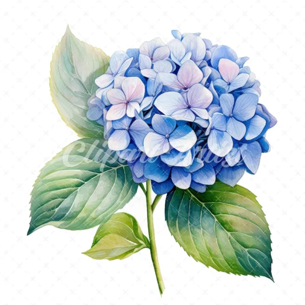 20 High-Quality Hydrangea Clipart - Hydrangea flower digital watercolor JPG instant download for commercial use - Digital download