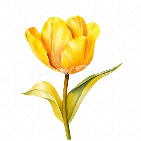 20 High-Quality Yellow Tulip Clipart - Yellow tulip digital watercolor JPG instant download for commercial use - Digital download