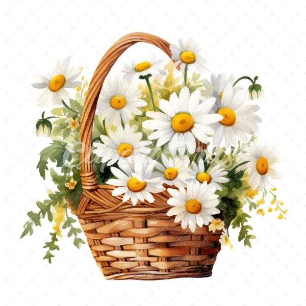 20 High-Quality Daisies Basket Clipart - Daisies basket digital watercolor JPG instant download for commercial use - Digital download