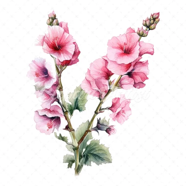 20 High-Quality Hollyhock Clipart - Hollyhock flowers digital watercolor JPG instant download for commercial use - Digital download