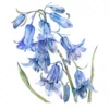 21 High-Quality Bluebells Clipart - Bluebells flowers digital watercolor JPG instant download for commercial use - Digital download