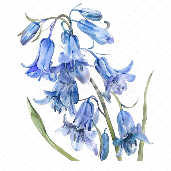 21 High-Quality Bluebells Clipart - Bluebells flowers digital watercolor JPG instant download for commercial use - Digital download