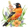 19 High-Quality Baltimore Oriole Clipart - Baltimore oriole digital watercolor JPG instant download for commercial use - Digital download