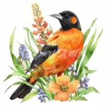 19 High-Quality Baltimore Oriole Clipart - Baltimore oriole digital watercolor JPG instant download for commercial use - Digital download