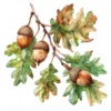 19 High-Quality Oak Acorns Clipart - Oak acorns digital watercolor JPG instant download for commercial use - Digital download