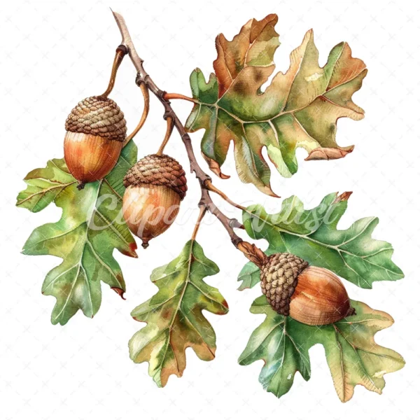 19 High-Quality Oak Acorns Clipart - Oak acorns digital watercolor JPG instant download for commercial use - Digital download
