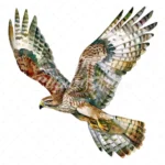 19 High-Quality Coopers Hawk Clipart - Coopers hawk digital watercolor JPG instant download for commercial use - Digital download
