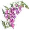 18 High-Quality Foxglove Clipart - Foxglove flowers digital watercolor JPG instant download for commercial use - Digital download
