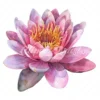19 High-Quality Delicate Water Lily Clipart - Water lily digital watercolor JPG instant download for commercial use - Digital download