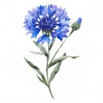 19 High-Quality Cornflower Clipart - Cornflower flowers watercolor JPG instant download for commercial use - Digital download