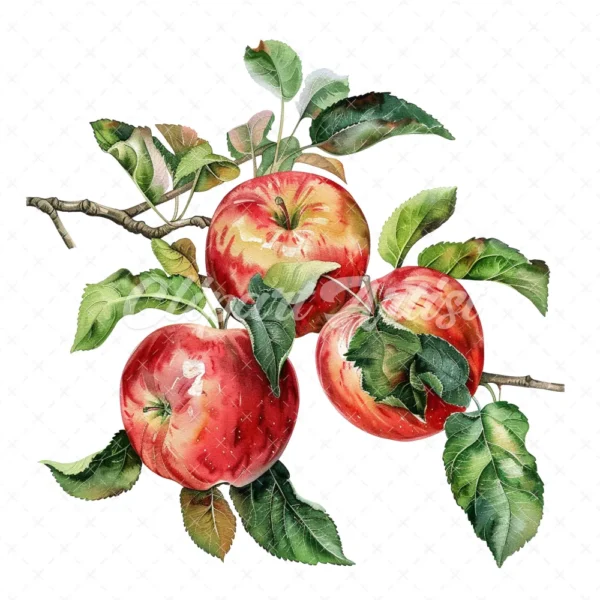20 High-Quality Apple Branch Clipart - Apple branch watercolor JPG instant download for commercial use - Digital download