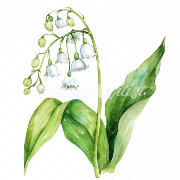 20 High-Quality Lily Of Valley Clipart - Lily of the valley digital watercolor JPG instant download for commercial use - Digital download
