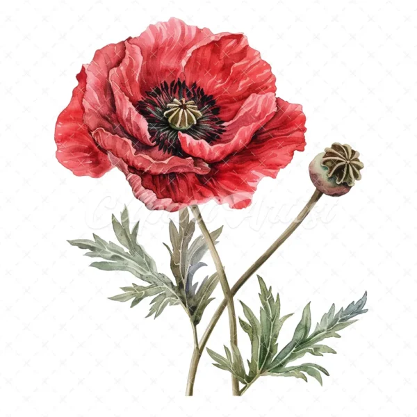 20 High-Quality Oriental Poppy Flower Clipart - Oriental poppy digital watercolor JPG instant download for commercial use - Digital download