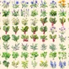 Herbs Watercolor Clipart Bundle - 575+ transparent PNG, Herbal plant graphics, Medicinal culinary images, Commercial use, Digital download