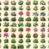 Bushes Watercolor Clipart Bundle - 625+ transparent PNG, Vibrant garden shrub graphics, Lush foliage png, Commercial use, Digital download