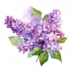 20 High-Quality Lilac Clipart - Lilac flower digital watercolor JPG instant download for commercial use - Digital download