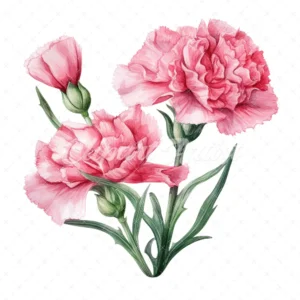 20 High-Quality Pink Carnation Clipart - Pink carnation digital watercolor JPG instant download for commercial use - Digital download