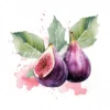 23 High-Quality Fig Clipart - Fig digital watercolor JPG instant download for commercial use - Digital download