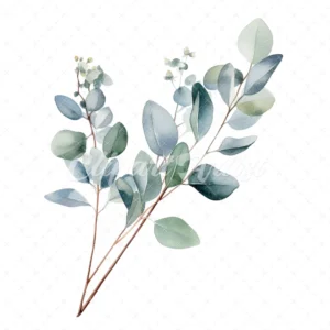 20 High-Quality Eucalyptus Clipart - Eucalyptus digital watercolor JPG instant download for commercial use - Digital download