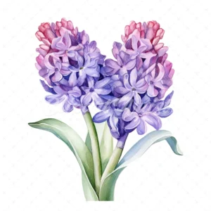 20 High-Quality Hyacinth Clipart - Hyacinth digital watercolor JPG instant download for commercial use - Digital download