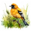 20 High-Quality Baltimore Oriole Clipart - Baltimore oriole digital watercolor JPG instant download for commercial use - Digital download