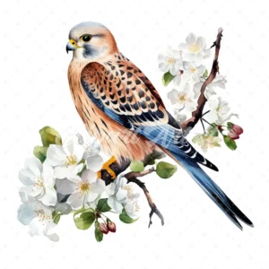 20 High-Quality Kestrel Clipart - Kestrel bird digital watercolor JPG instant download for commercial use - Digital download