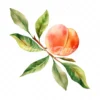 19 High-Quality Peach Clipart - Peach digital watercolor JPG instant download for commercial use - Digital download