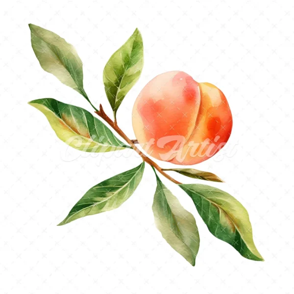 19 High-Quality Peach Clipart - Peach digital watercolor JPG instant download for commercial use - Digital download