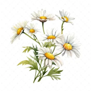 20 High-Quality Daisies Clipart - Daisies digital watercolor JPG instant download for commercial use - Digital download