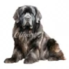 20 High-Quality Newfoundland Clipart - Newfoundland digital watercolor JPG instant download for commercial use - Digital download