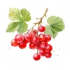 20 High-Quality Ribes Clipart - Ribes digital watercolor JPG instant download for commercial use - Digital download