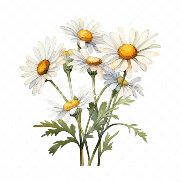 20 High-Quality Daisies Clipart - Daisies digital watercolor JPG instant download for commercial use - Digital download