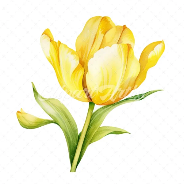 20 High-Quality Yellow Tulip Clipart - Yellow tulip digital watercolor JPG instant download for commercial use - Digital download