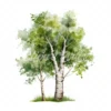 19 High-Quality Birch Tree Clipart - Birch tree digital watercolor JPG instant download for commercial use - Digital download