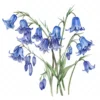 21 High-Quality Bluebells Clipart - Bluebells flowers digital watercolor JPG instant download for commercial use - Digital download