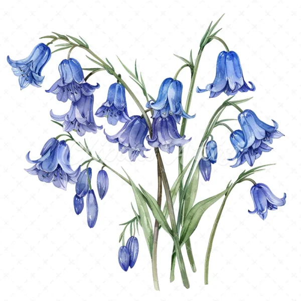 21 High-Quality Bluebells Clipart - Bluebells flowers digital watercolor JPG instant download for commercial use - Digital download