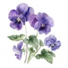 20 High-Quality Violets Clipart - Violets clipart digital watercolor JPG instant download for commercial use - Digital download