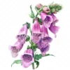 18 High-Quality Foxglove Clipart - Foxglove flowers digital watercolor JPG instant download for commercial use - Digital download