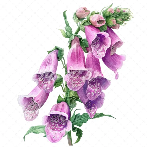 18 High-Quality Foxglove Clipart - Foxglove flowers digital watercolor JPG instant download for commercial use - Digital download