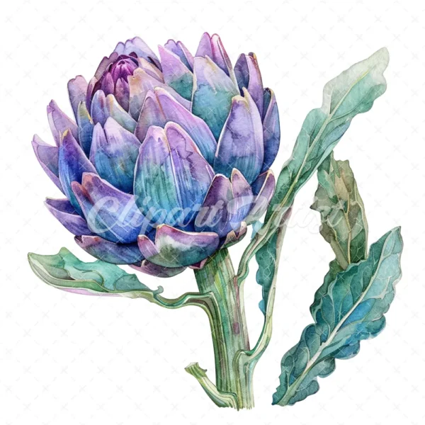 20 High-Quality Artichoke Clipart - Artichoke flower digital watercolor JPG instant download for commercial use - Digital download