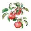 20 High-Quality Apple Branch Clipart - Apple branch watercolor JPG instant download for commercial use - Digital download