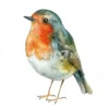 20 High-Quality Quirky Robin Clipart - Quirky robin bird digital watercolor JPG instant download for commercial use - Digital download