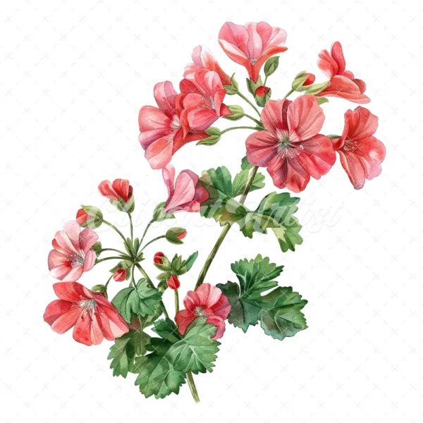 20 High-Quality Geranium Flowers Clipart - Geranium flowers digital watercolor JPG instant download for commercial use - Digital download