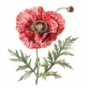 20 High-Quality Oriental Poppy Flower Clipart - Oriental poppy digital watercolor JPG instant download for commercial use - Digital download