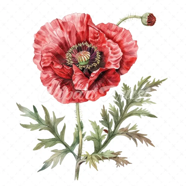 20 High-Quality Oriental Poppy Flower Clipart - Oriental poppy digital watercolor JPG instant download for commercial use - Digital download