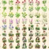 Herbs Watercolor Clipart Bundle - 575+ transparent PNG, Herbal plant graphics, Medicinal culinary images, Commercial use, Digital download
