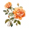 20 High-Quality Orange Rose Clipart - Orange rose digital watercolor JPG instant download for commercial use - Digital download