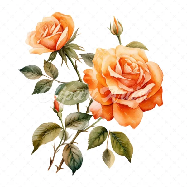 20 High-Quality Orange Rose Clipart - Orange rose digital watercolor JPG instant download for commercial use - Digital download